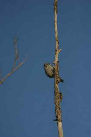 大炮对准大庆猛鸮