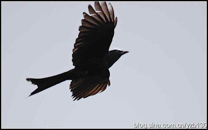 金海湖的鸟（1）鈥斺敽诰砦玻ㄗ橥迹