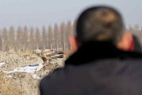 观鸟摄影之趣——人与鵟