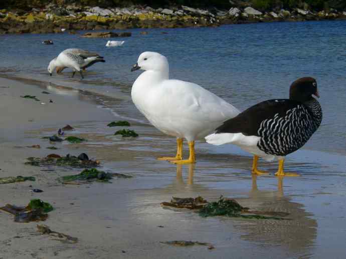 犬科：狐亚科伪狐属之高地狐、河狐、秘鲁狐