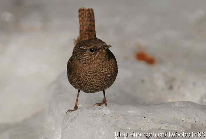 精灵般的小鹪鹩