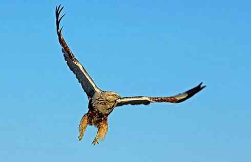 遨游天空 毛脚狂奔放飞翔