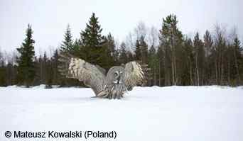 北美洲最大的枭类——乌林枭