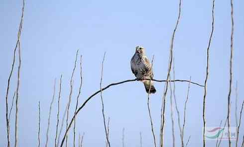 鵟的百变羽色——浅灰型