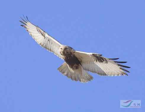 鵟的百变羽色——浅灰型