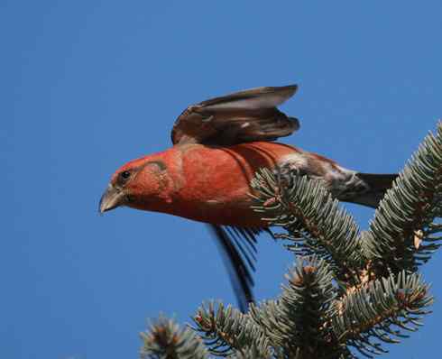 专吃果实的交嘴雀