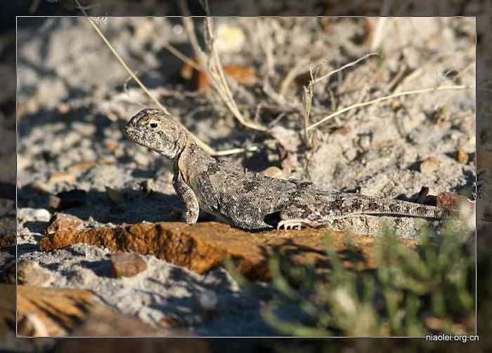 [百图]新疆鸟类(124p)