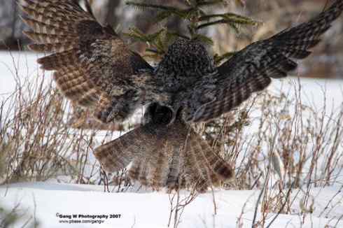 图说乌林鸮的消音器