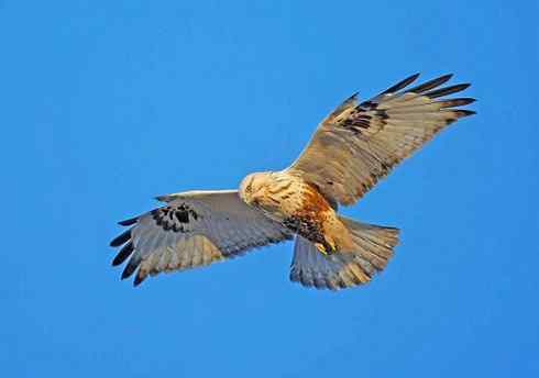 遨游天空 毛脚狂奔放飞翔