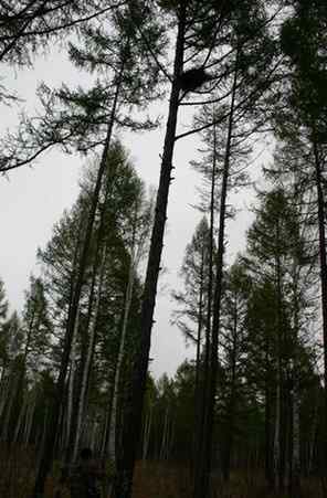 图说乌林枭的栖息环境