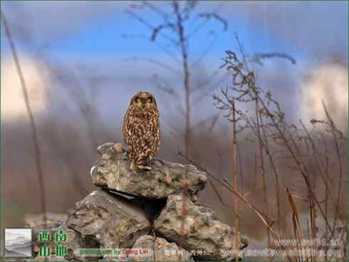 短耳鸮 Asio flammeus