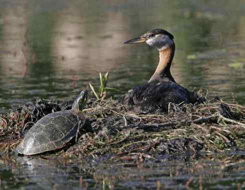 赤颈烚 Red-necked Grebe