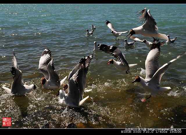 青海湖鸟岛上的棕头鸥（10p）