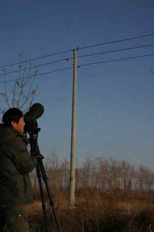 大庆猛鸮的生物链