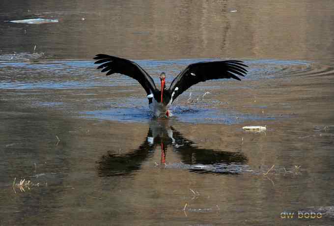 十渡观赏黑鹳捕鱼