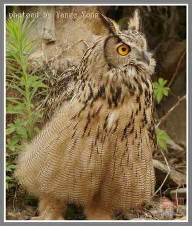 雕鸮的食性 雕鸮的食性