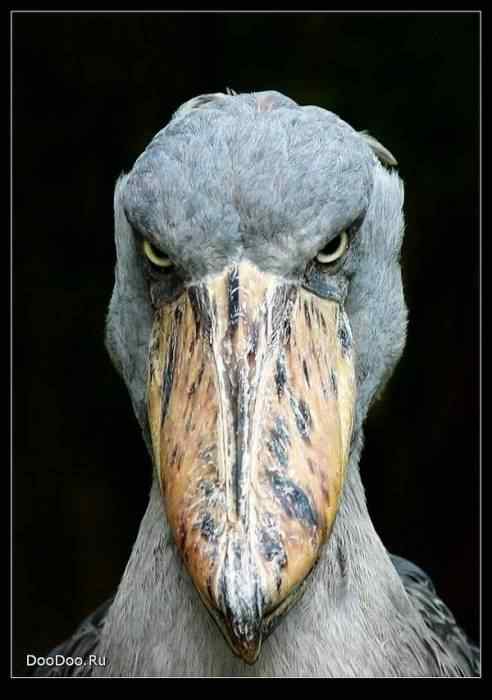 动物世界图片(下)