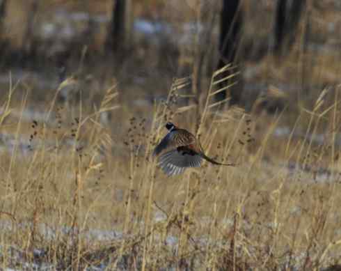 林甸的冬天——冰天雪地的鸟儿