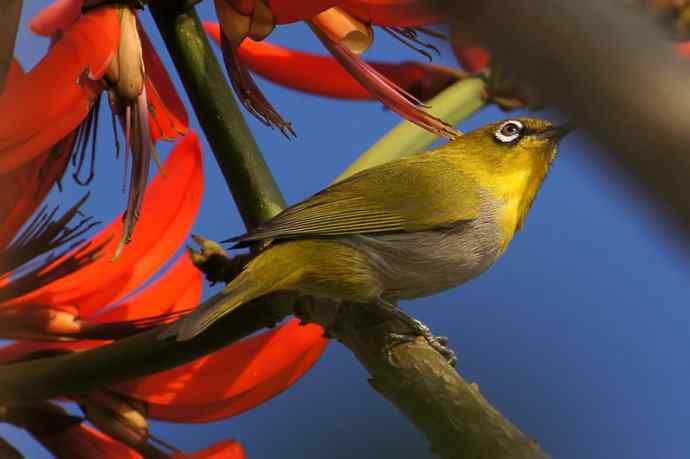 四川西昌鸟类摄影——暗绿绣眼鸟