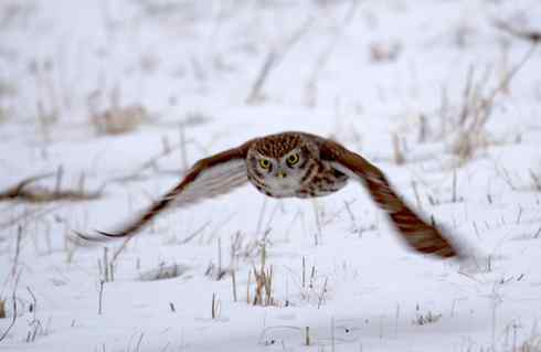 可爱的小妖精——纵纹腹小鸮