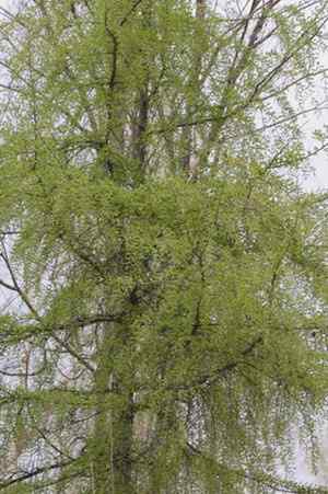 图说乌林枭的栖息环境