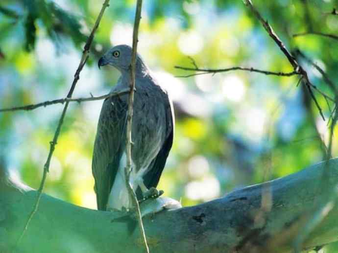 犬科:犬亚科犬属之貉 犬科:犬亚科犬属之貉