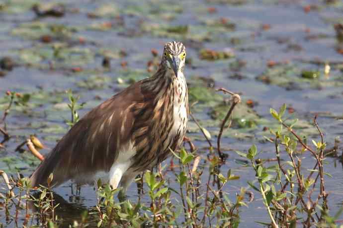 摄鸟拾趣 wbr池鹭的再邂逅