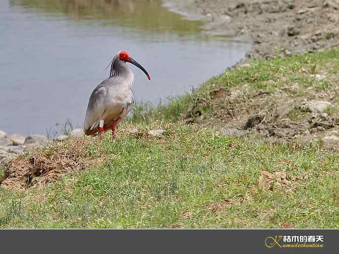 洋县拍鸟：珍禽—朱鹮