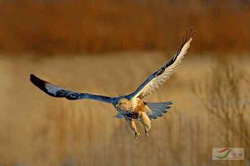 黄昏中的毛脚狂