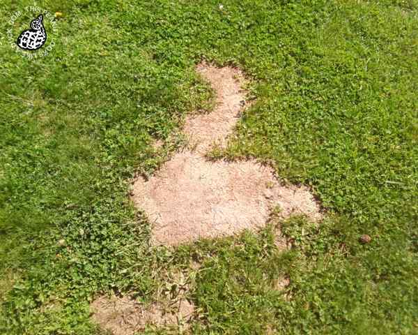 长得像鸭子的泥土