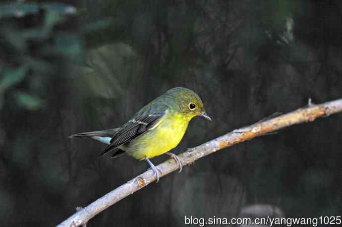 雌性绿背姬鶲（7）