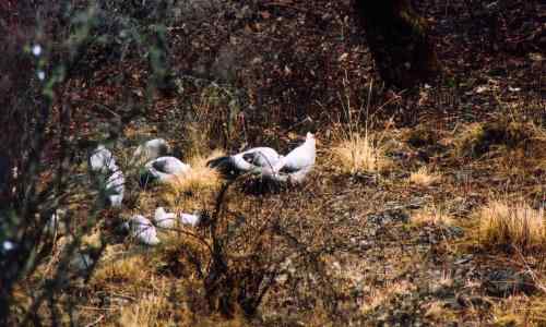 雪山拜会白马鸡