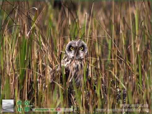 短耳鸮 Asio flammeus