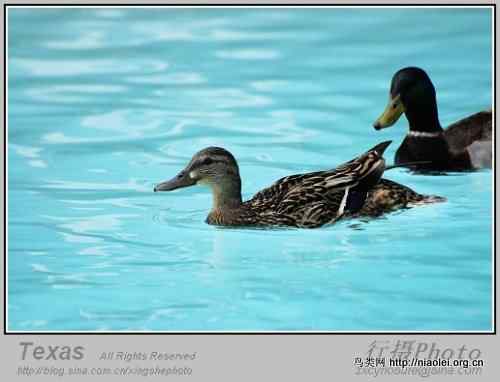 德克萨斯州的笨鸭子