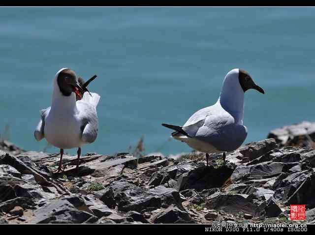 青海湖鸟岛上的棕头鸥（10p）