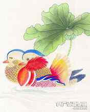 吉祥鸟水彩画手机壁纸