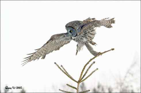 图说乌林鸮的消音器