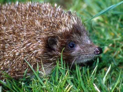 动物世界：山寨还是原创之三