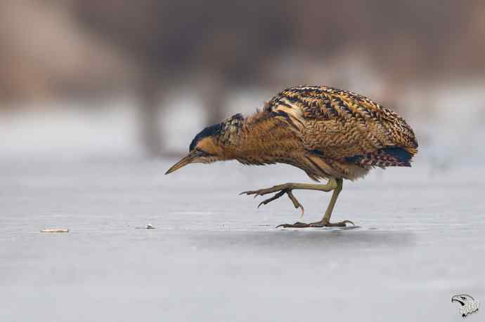 衡水湖的大麻鳽