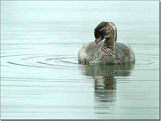 奥体公园观赏小鸊鷉