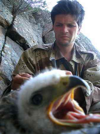 鸟中豪豹大鵟 鸟中豪豹大鵟