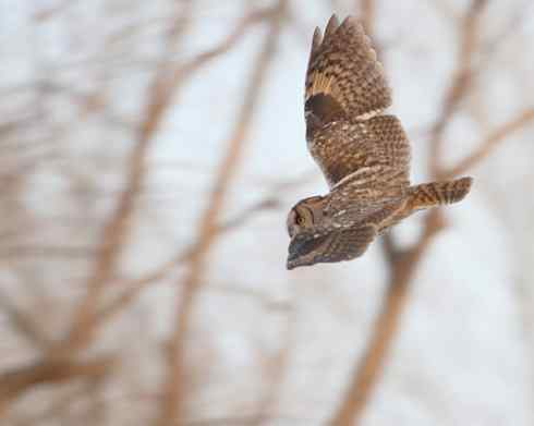 短耳鸮 Asio flammeus