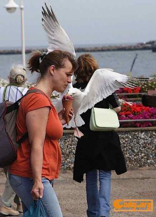 [组图]海鸥爱吃冰淇淋