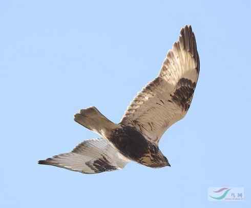 鵟的百变羽色——浅灰型