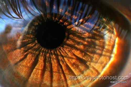 [组图]欣赏动物的眼睛