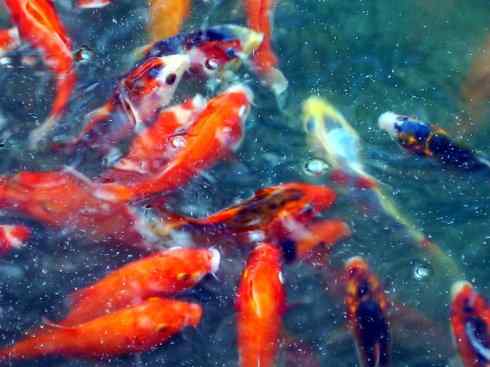 龙:传说的兽原型探秘(鲤鱼) 龙:传说的兽原型探秘(鲤鱼)