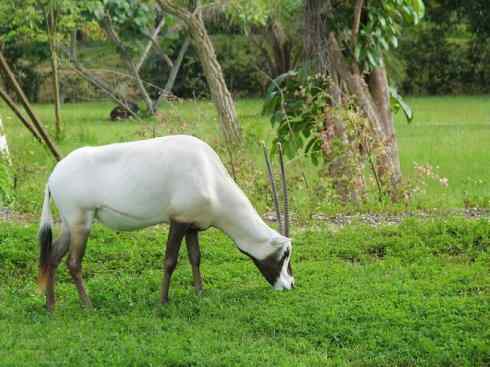 麒麟：传说的兽原型探秘（马羚）