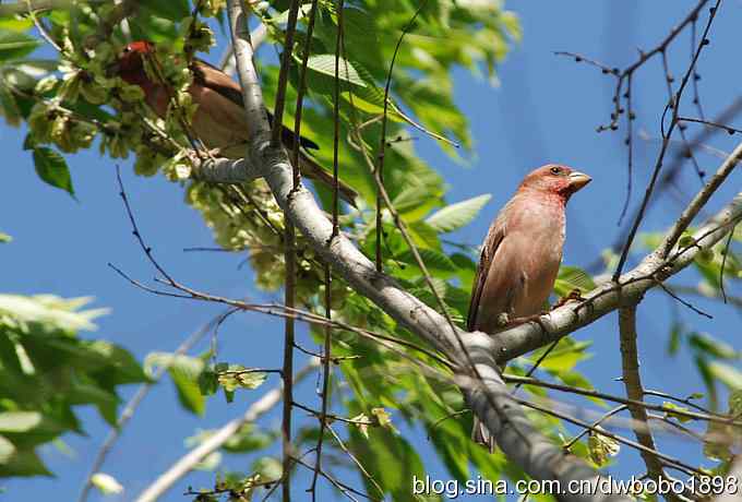 朱雀和北宫的鸟 朱雀和北宫的鸟