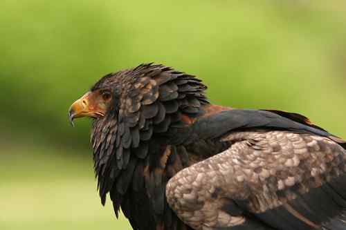 吃蛇的猛禽蛇雕——短尾雕 吃蛇的猛禽蛇雕——短尾雕