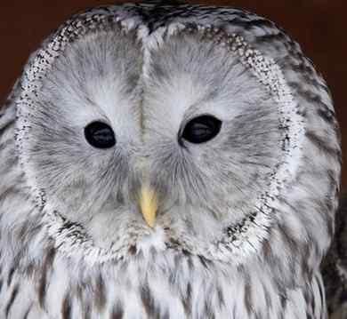 各种猫头鹰的面盘 各种猫头鹰的面盘